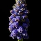 Grape hyacinth