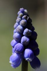 Grape hyacinth