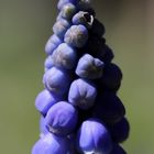 Grape hyacinth