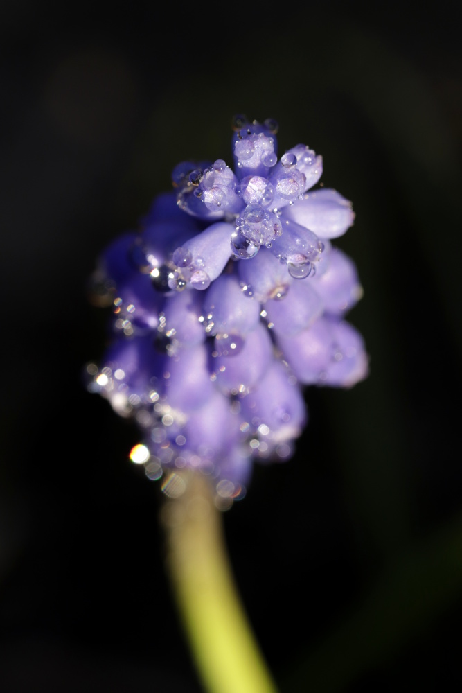 Grape hyacinth