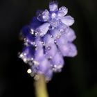 Grape hyacinth