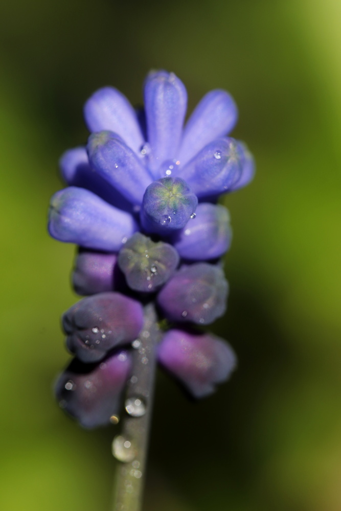 Grape hyacinth