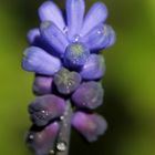 Grape hyacinth