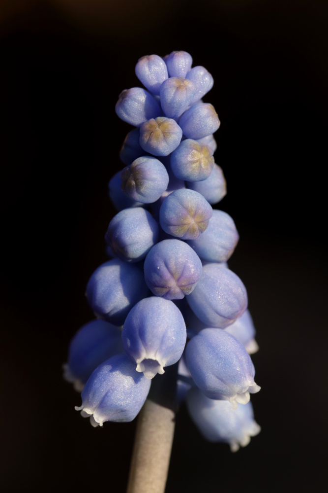 Grape hyacinth