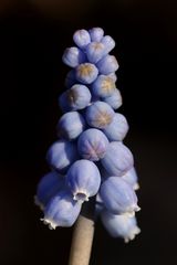 Grape hyacinth