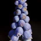 Grape hyacinth