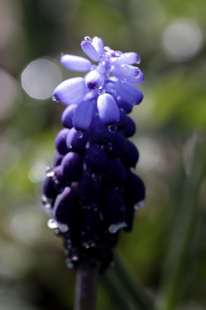 Grape hyacinth