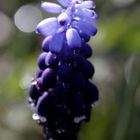 Grape hyacinth