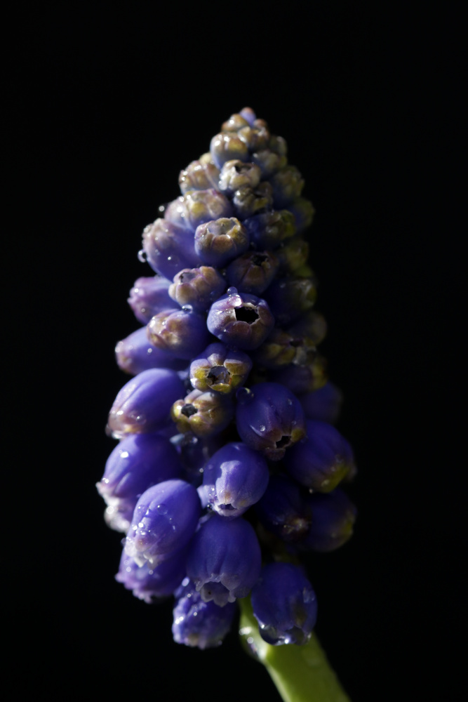 Grape hyacinth (muscari)