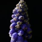 Grape hyacinth (muscari)