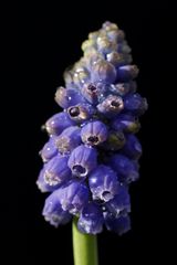 Grape hyacinth (Muscari)