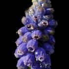 Grape hyacinth (Muscari)