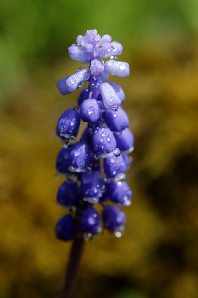 Grape hyacinth (Muscari)