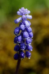 Grape hyacinth (Muscari)