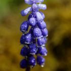 Grape hyacinth (Muscari)