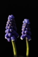 Grape hyacinth (Muscari)