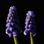 Grape hyacinth (Muscari)