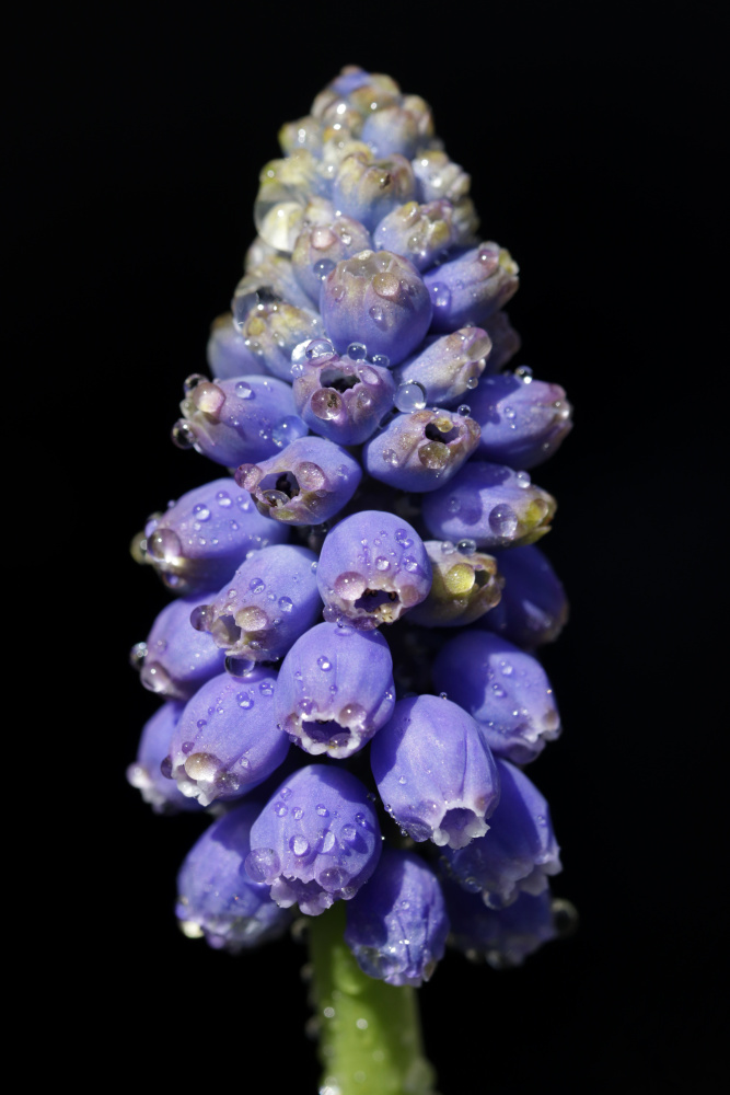 Grape hyacinth (Muscari)