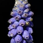 Grape hyacinth (Muscari)