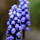 Grape hyacinth (Muscari)