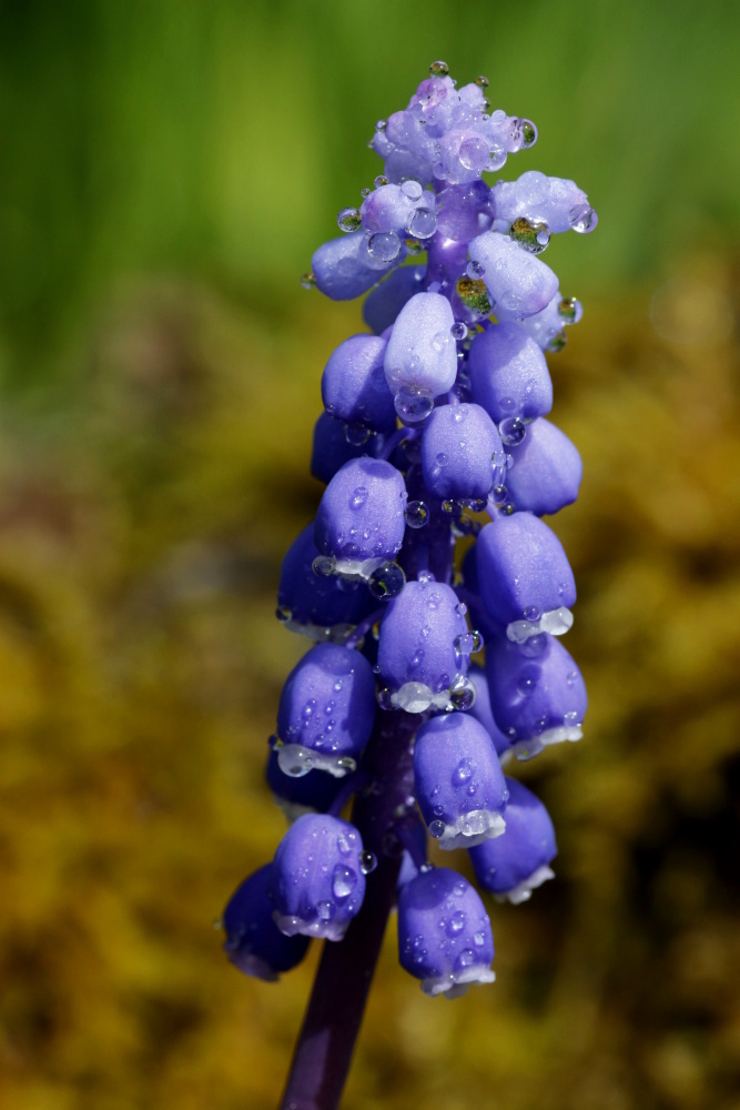 Grape hyacinth (Muscari)