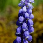 Grape hyacinth (Muscari)