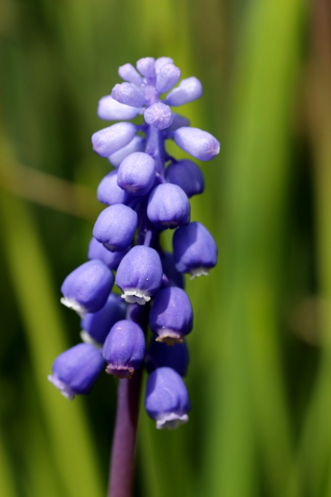 Grape hyacinth (Muscari)