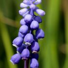 Grape hyacinth (Muscari)