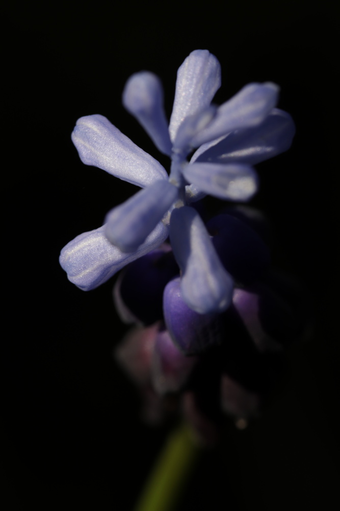 Grape hyacinth (Muscari)