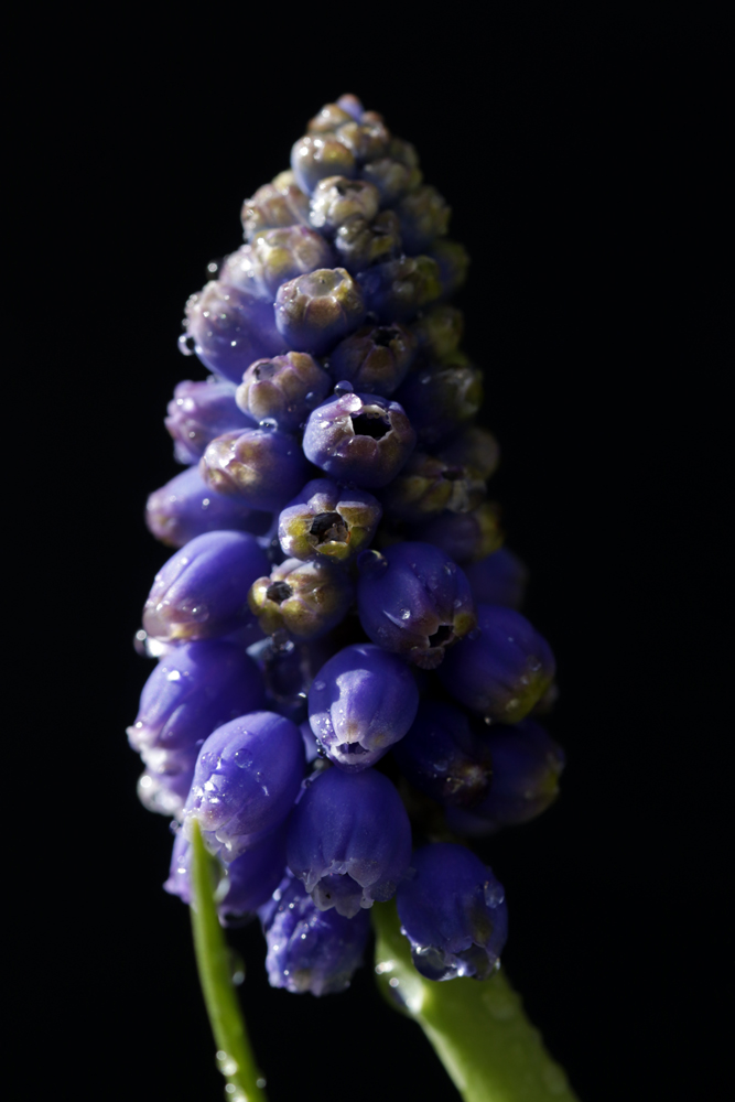 Grape hyacinth (Muscari)