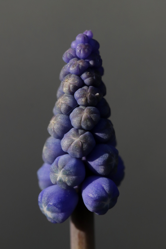 Grape hyacinth (Muscari)