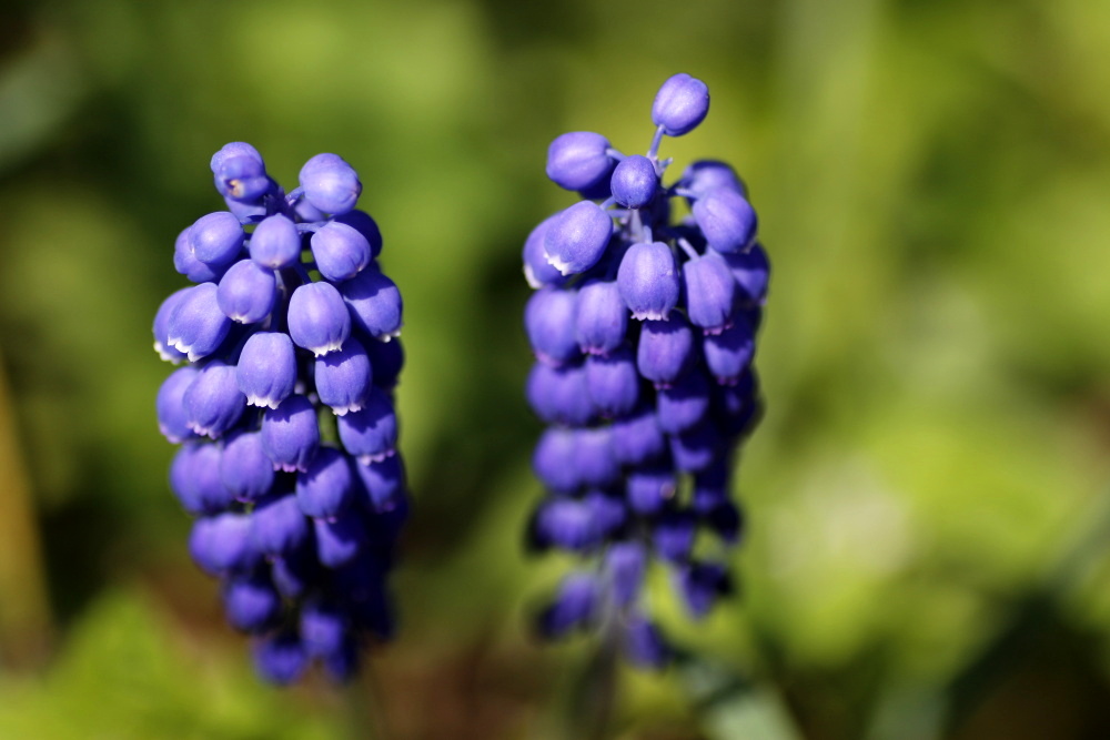 Grape hyacinth (Muscari)