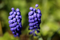 Grape hyacinth (Muscari)