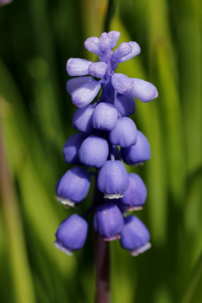 Grape hyacinth (Muscari)