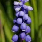 Grape hyacinth (Muscari)