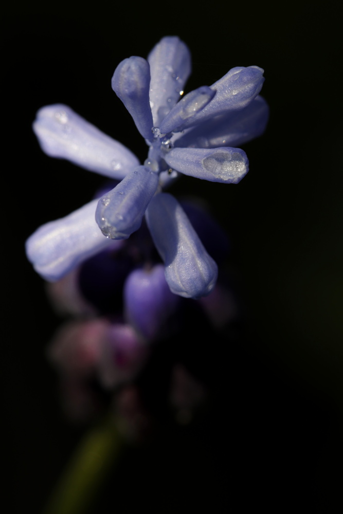 Grape hyacinth (Muscari)