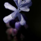 Grape hyacinth (Muscari)