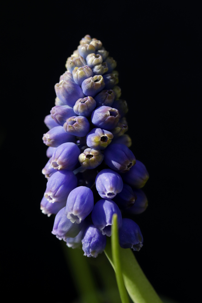Grape hyacinth (muscari)