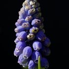 Grape hyacinth (muscari)