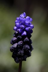 Grape hyacinth (Muscari)