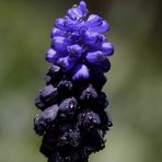 Grape hyacinth (Muscari)