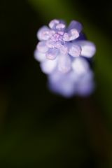 Grape hyacinth (Muscari)