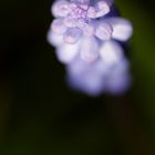 Grape hyacinth (Muscari)