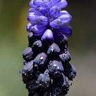 Grape hyacinth (Muscari)