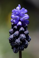 Grape hyacinth (Muscari)