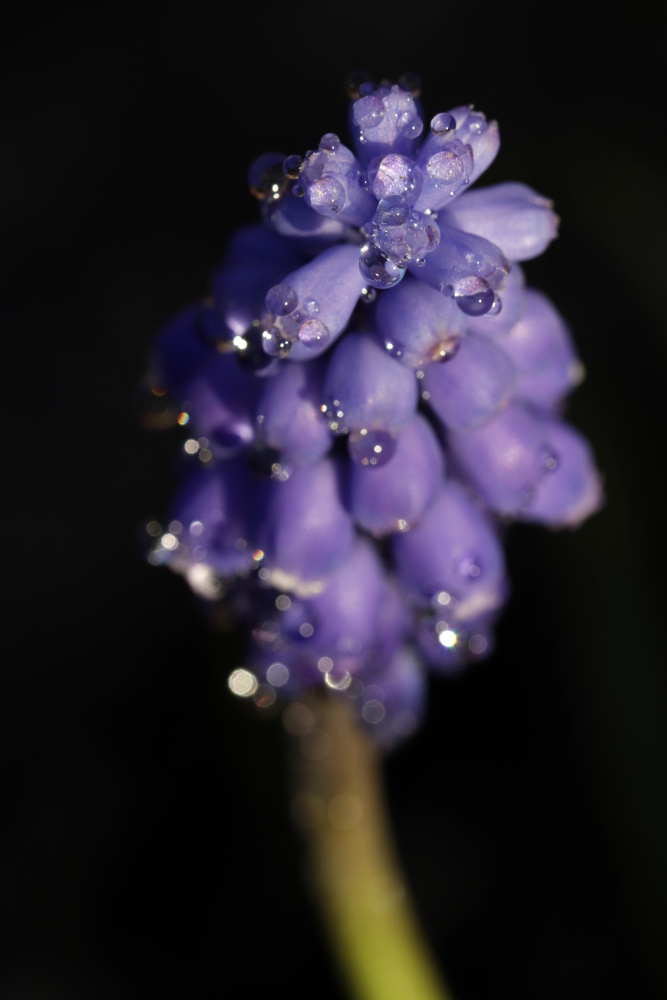 Grape hyacinth (Muscari)