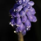 Grape hyacinth (Muscari)