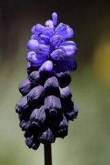 Grape hyacinth (Muscari)