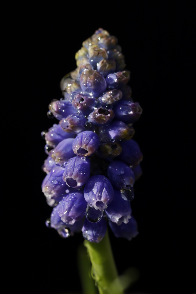 Grape hyacinth (Muscari)