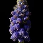 Grape hyacinth (Muscari)